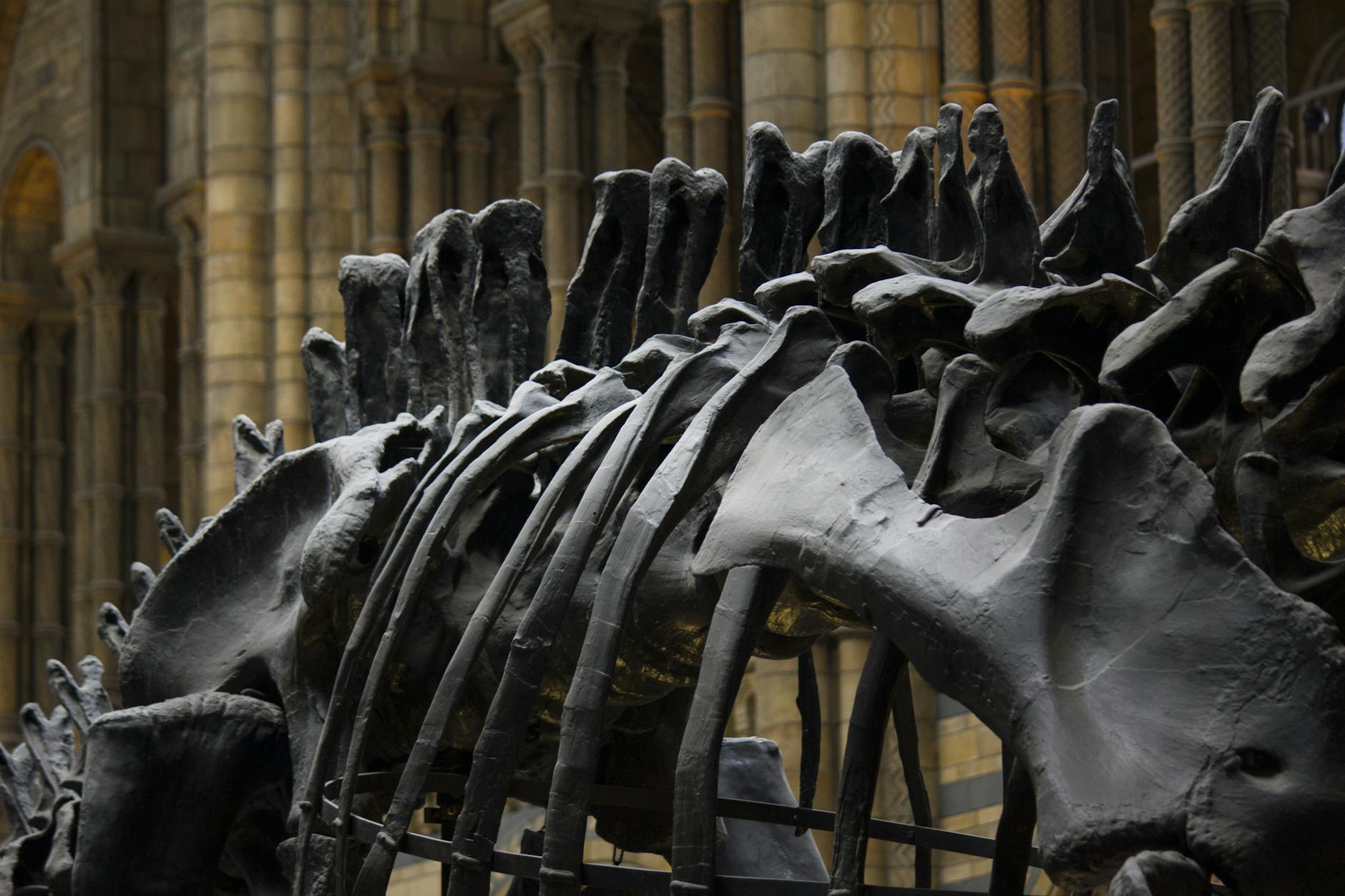 Dinosaur skeleton exhibit at the National Museum of Scotland in Edinburgh