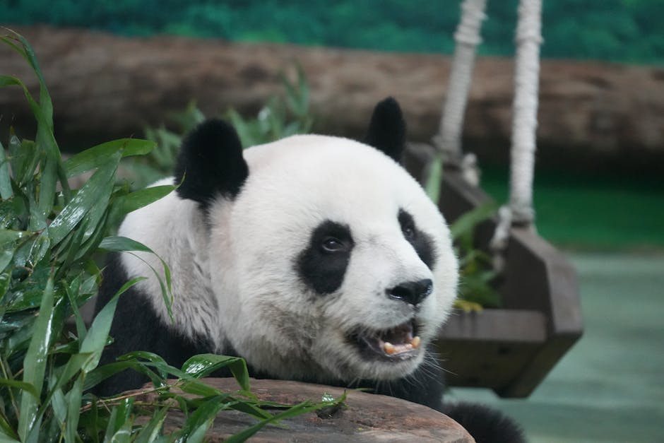 Giant panda eating bamboo at Edinburgh Zoo