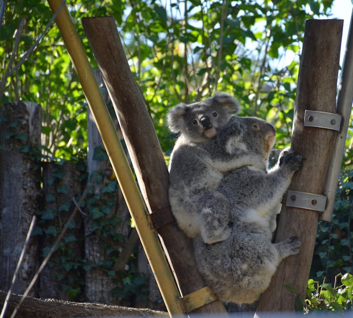 Koala in eucalyptus tree at Edinburgh Zoo