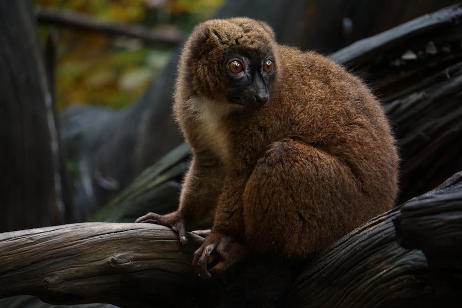 Lemurs in walkthrough enclosure Edinburgh Zoo