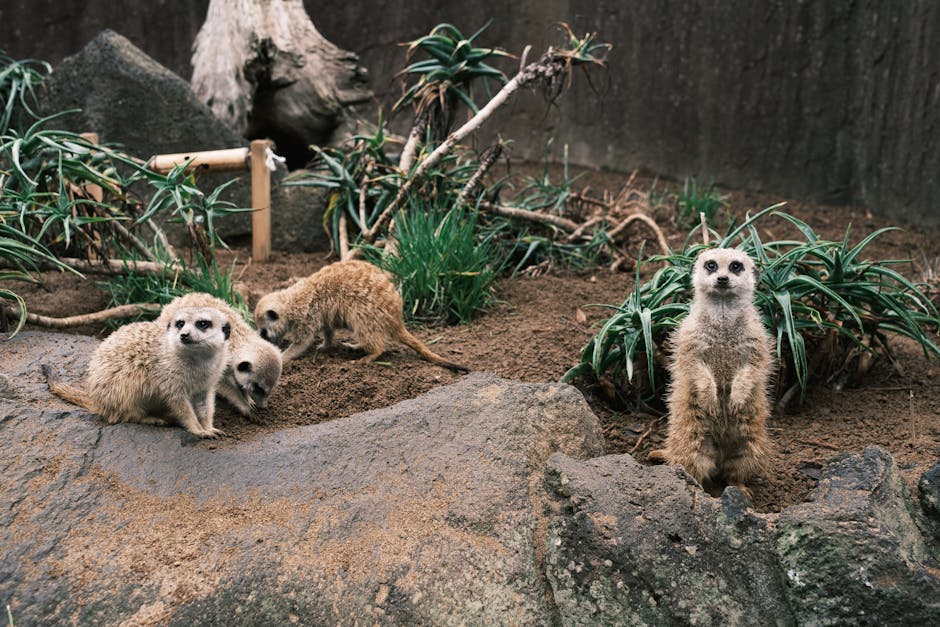Meerkats on lookout at Edinburgh Zoo family attraction