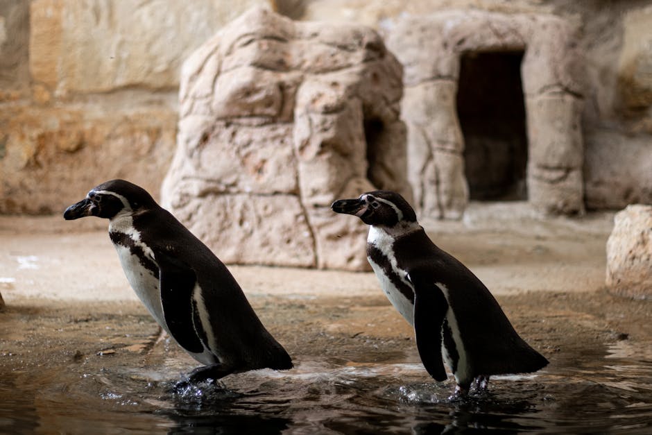 Penguins swimming in pool at Edinburgh Zoo