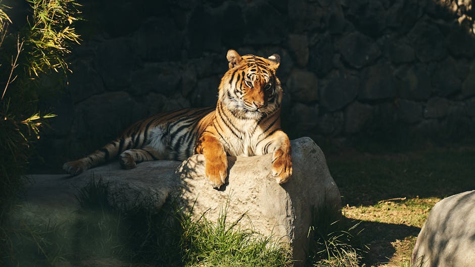 Sumatran tiger at Edinburgh Zoo