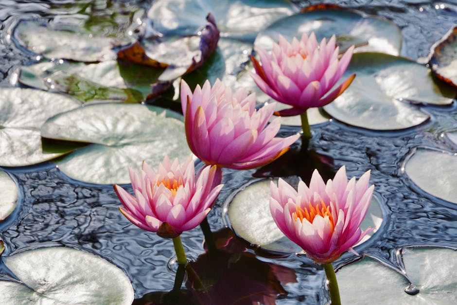 Pond and lilies at Royal Botanic Garden Edinburgh