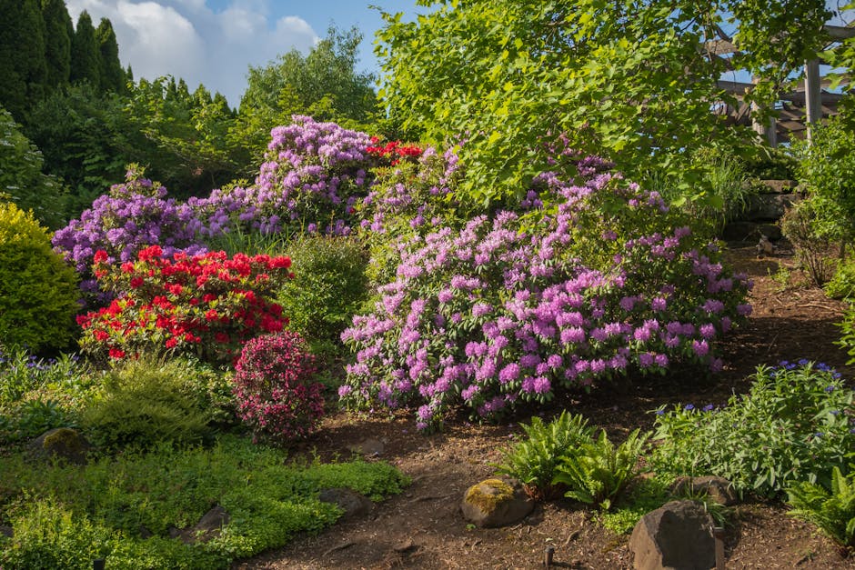 Rhododendron collection at Royal Botanic Garden Edinburgh