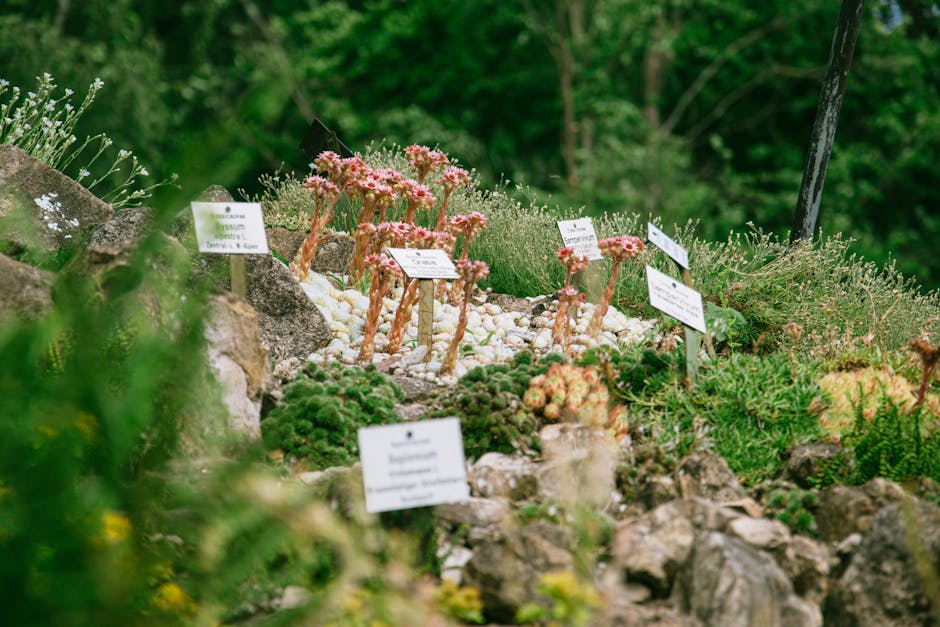Rock Garden at Royal Botanic Garden Edinburgh