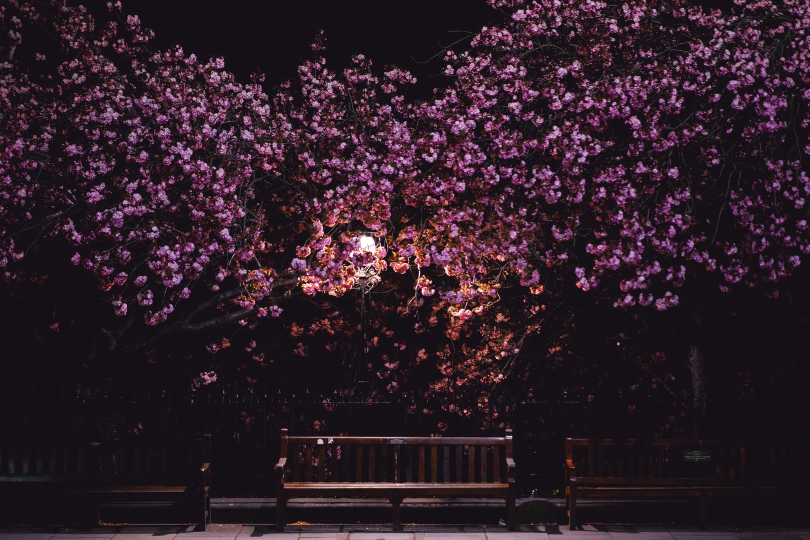 Edinburgh in spring with cherry blossom and daffodils