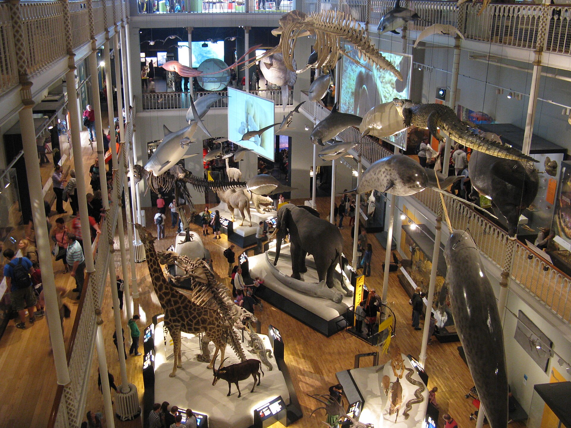 Adults and children explore elephant and giraffe displays beneath suspended sea creatures in the National Museum of Scotland Animal World gallery.