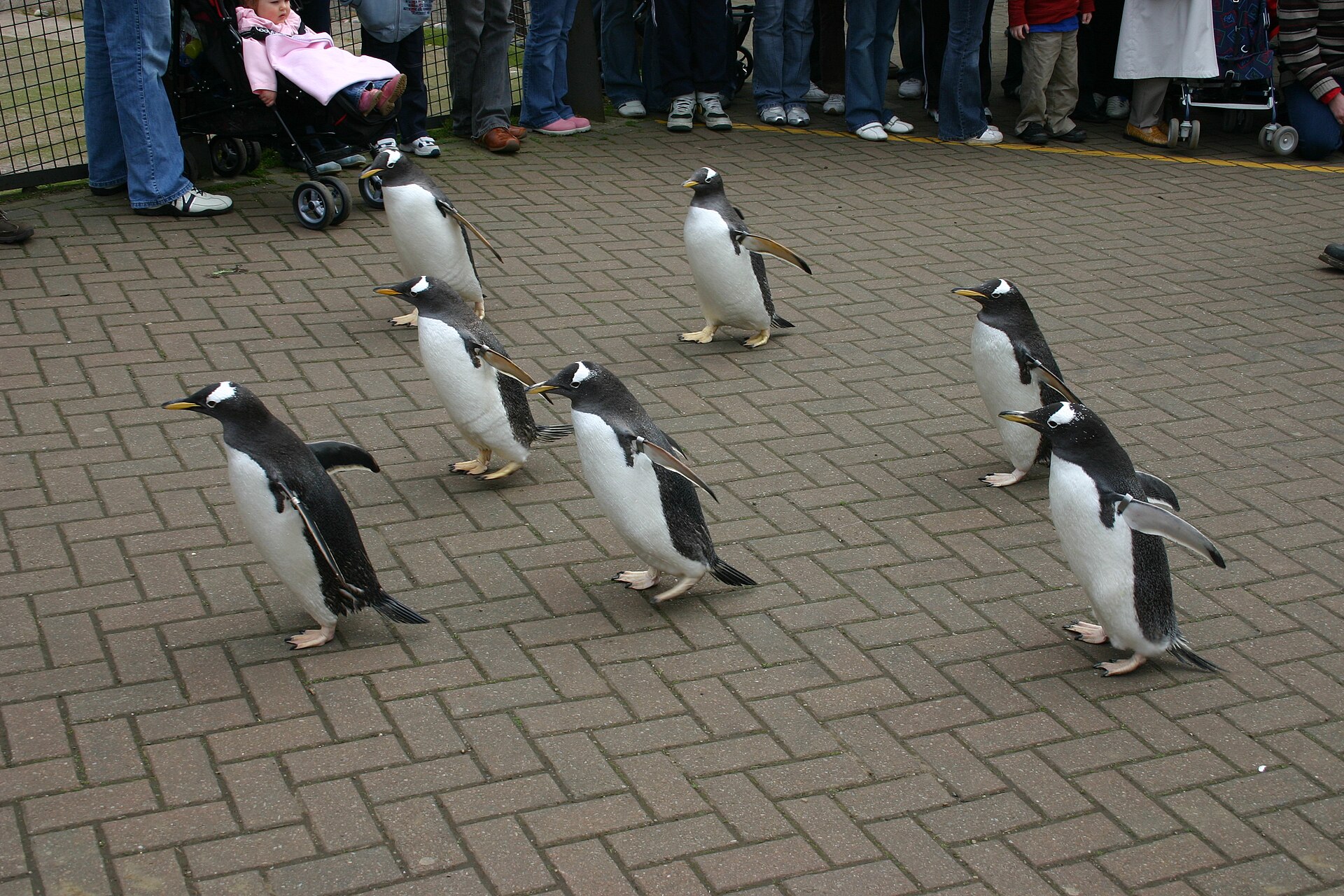 Gentoo penguins walk across the paving during Edinburgh Zoo's penguin parade while visitors watch from the edge.