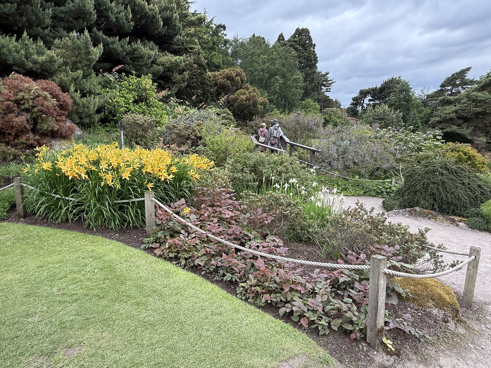 Gravel paths wind between flowering borders, low shrubs and conifers in the Rock Garden at Royal Botanic Garden Edinburgh.