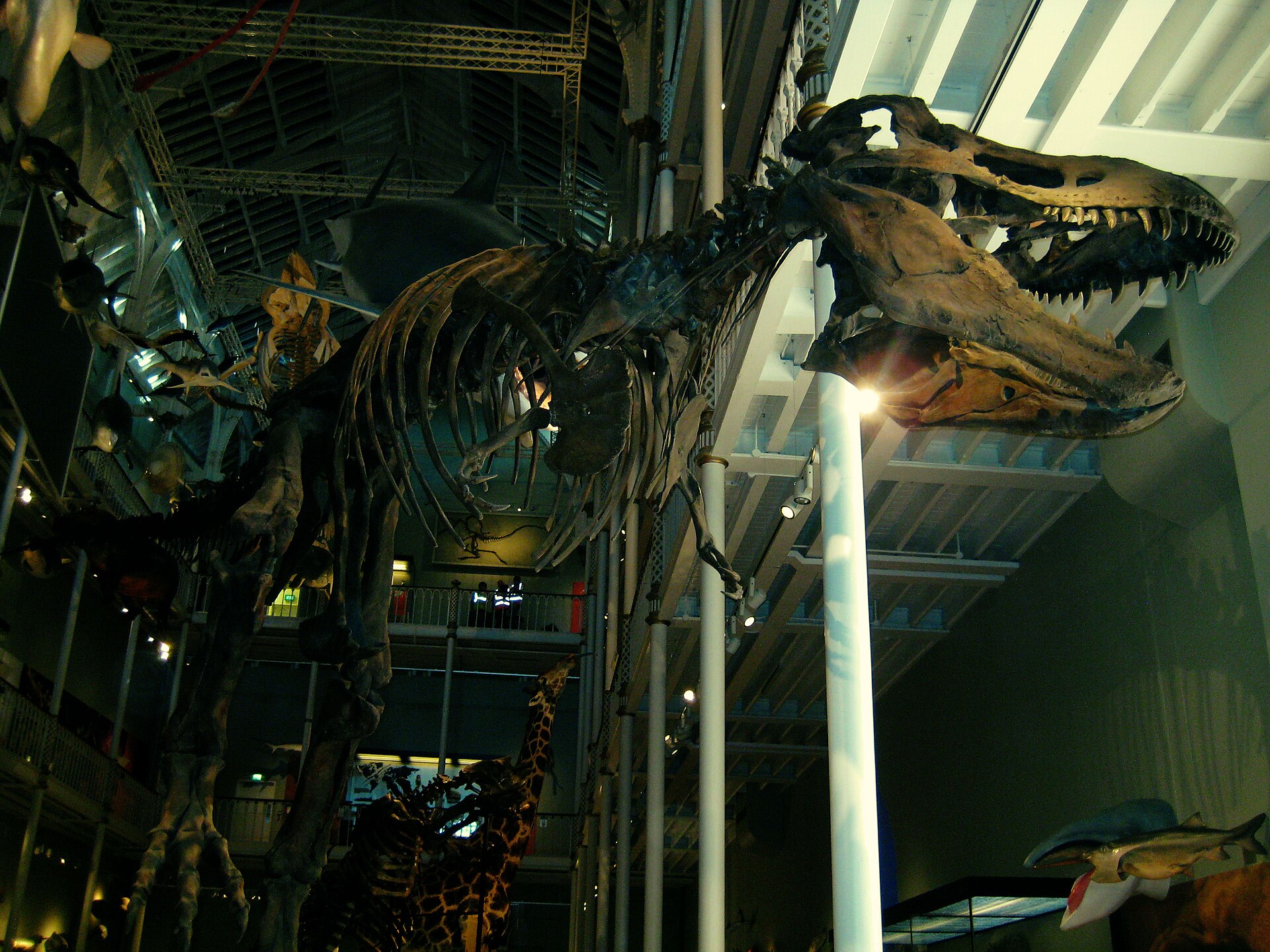 The open jaws and ribcage of a Tyrannosaurus skeleton cast dominate Edinburgh's National Museum of Scotland natural history gallery.