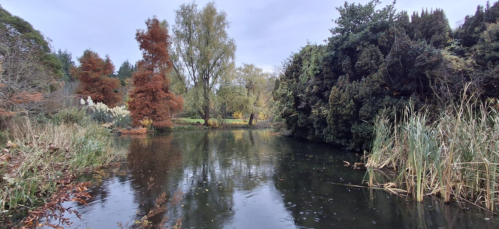 Reeds and autumn trees border a broad pond reflecting foliage at the Royal Botanic Garden Edinburgh.