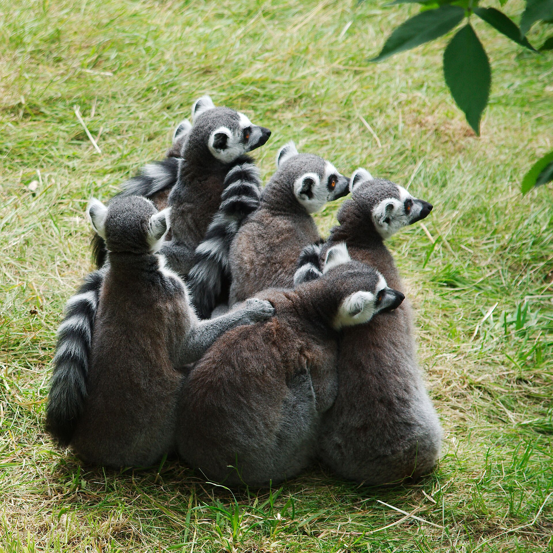 Ring-tailed lemurs huddle together on the grass at Edinburgh Zoo, with black and white striped tails among their grey bodies.