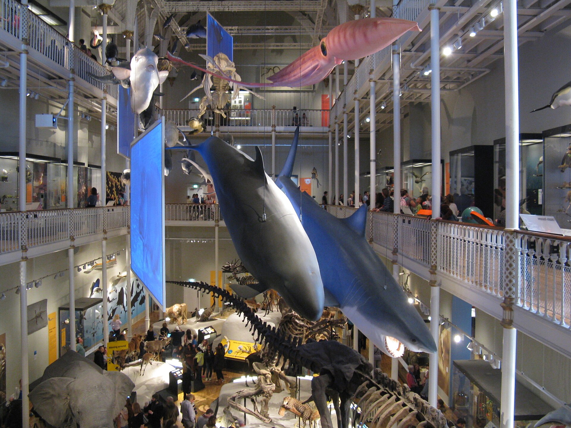 A suspended shark and squid hang above animal displays and visiting families in the National Museum of Scotland Animal World gallery.