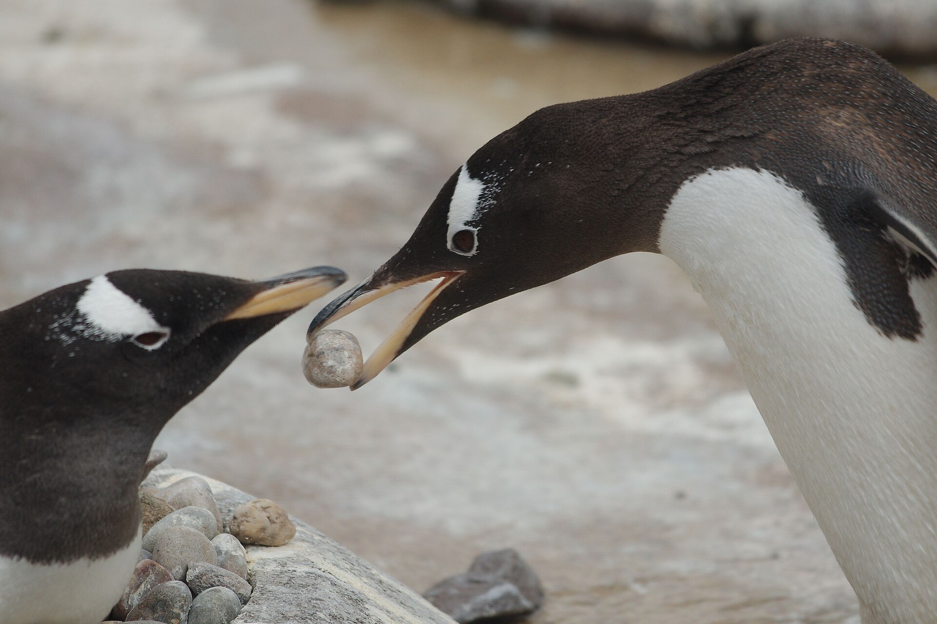 Two gentoo penguins face each other over a pebble nest at Edinburgh Zoo, one holding a stone in its beak.