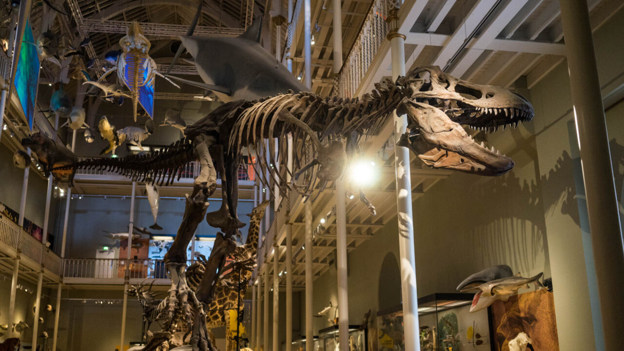 A Tyrannosaurus skeleton cast towers above visitors beneath suspended marine animals in the National Museum of Scotland natural history galleries.