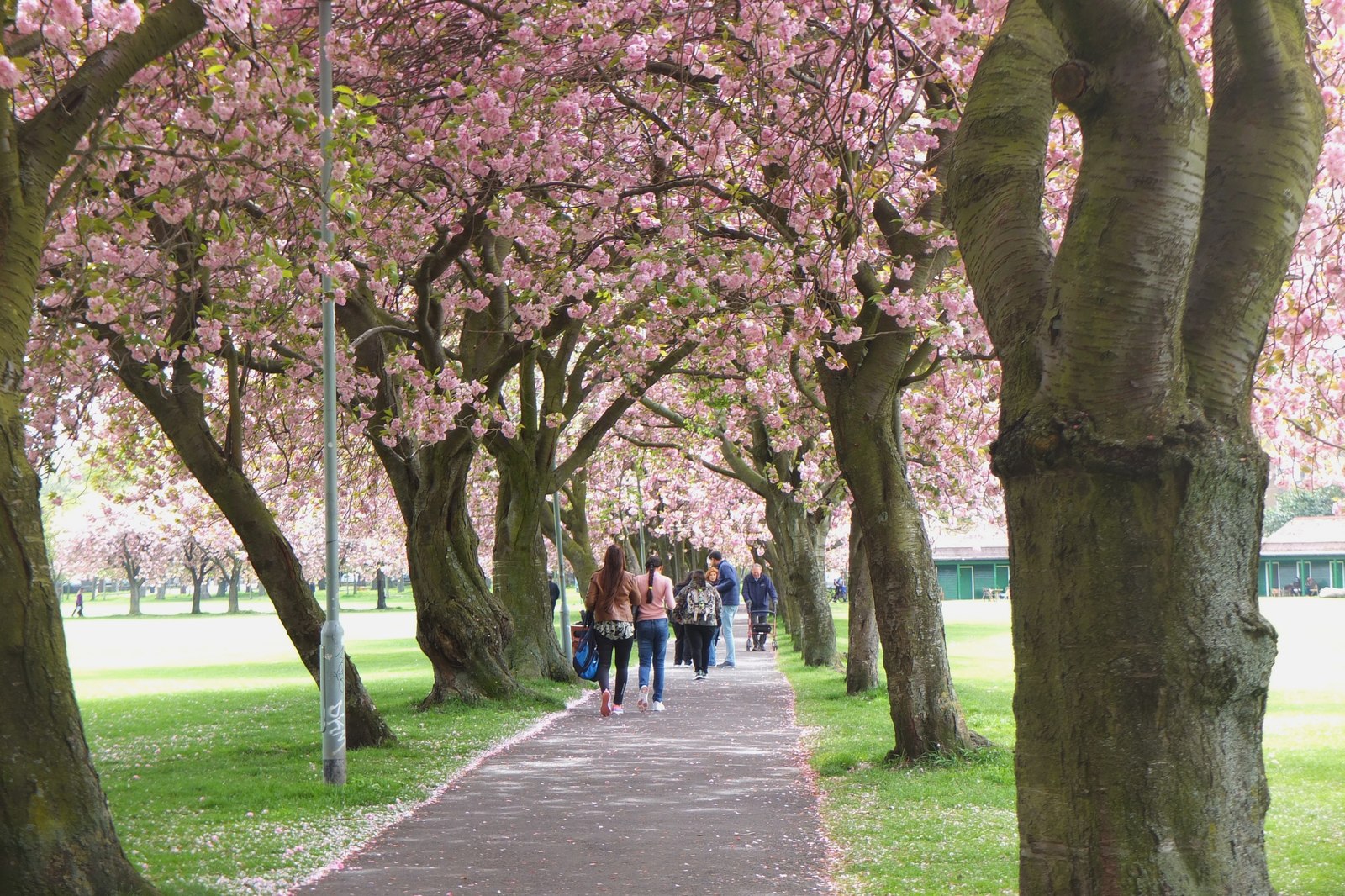Walkers follow a path beneath pink cherry blossoms in Edinburgh's Meadows, with fallen petals scattered along the grass.