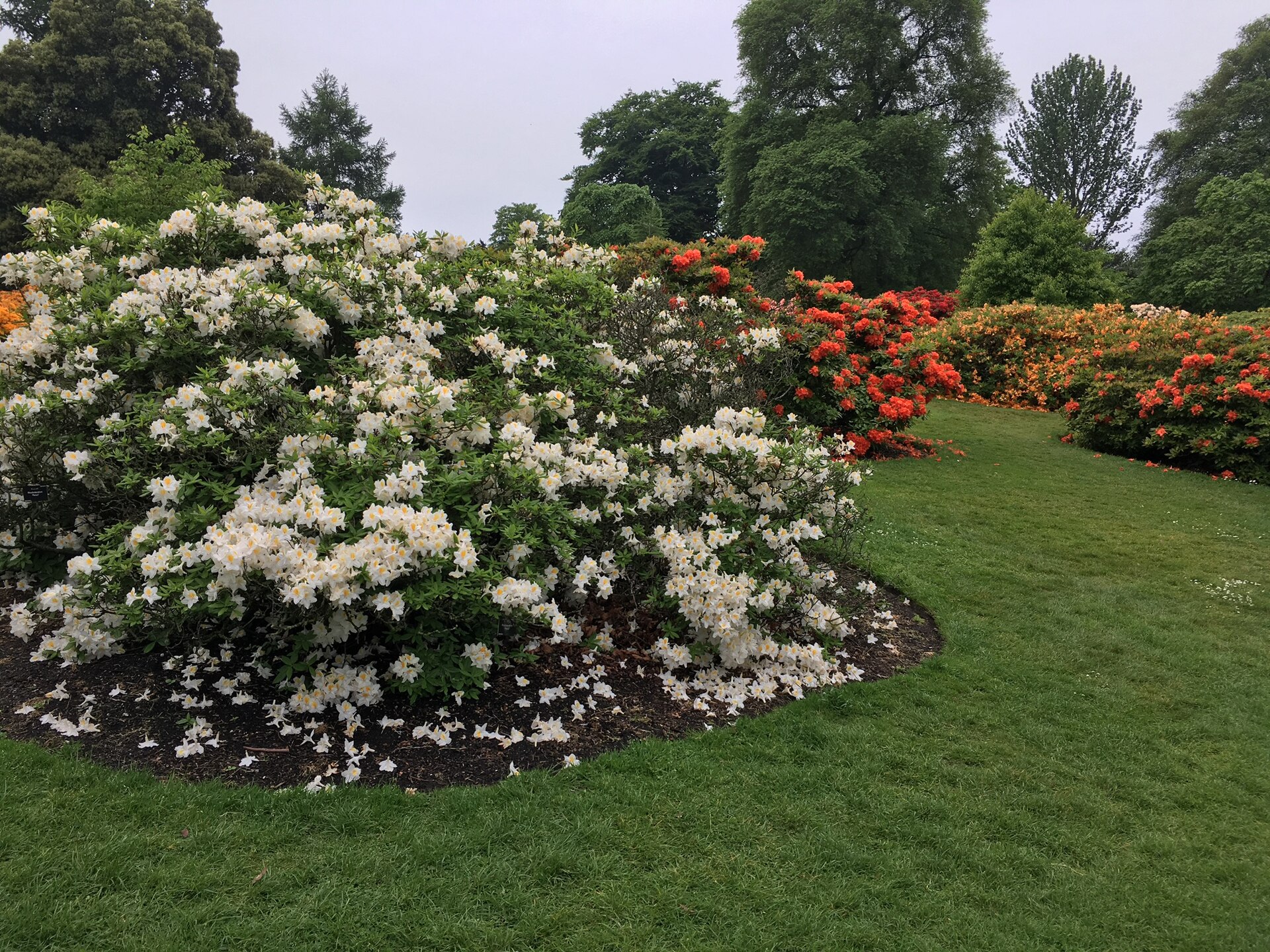 White and red rhododendrons flower beside a grass walk beneath tall trees at the Royal Botanic Garden Edinburgh.