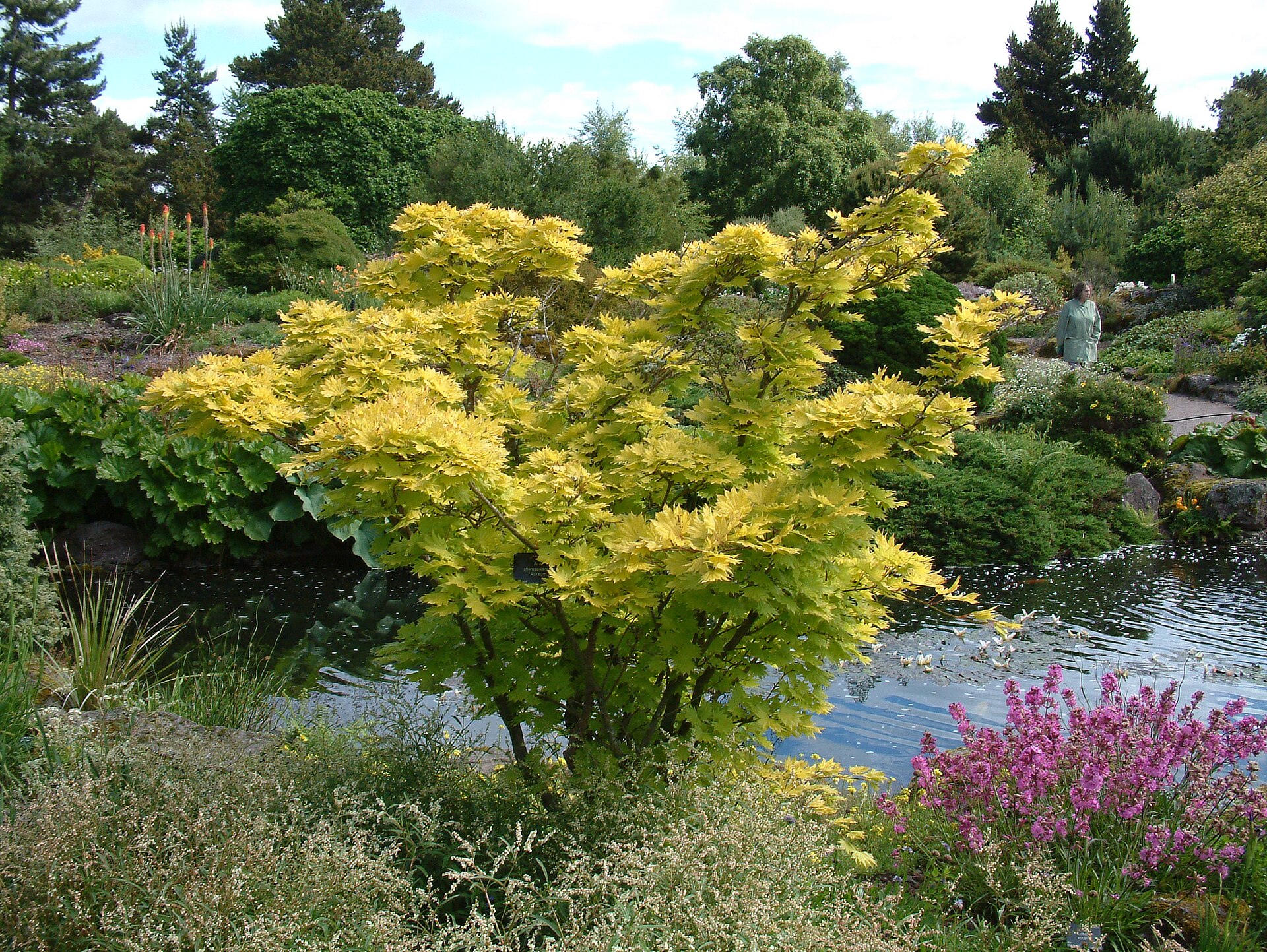 Yellow foliage and pink flowers frame a pond among mature trees at the Royal Botanic Garden Edinburgh.