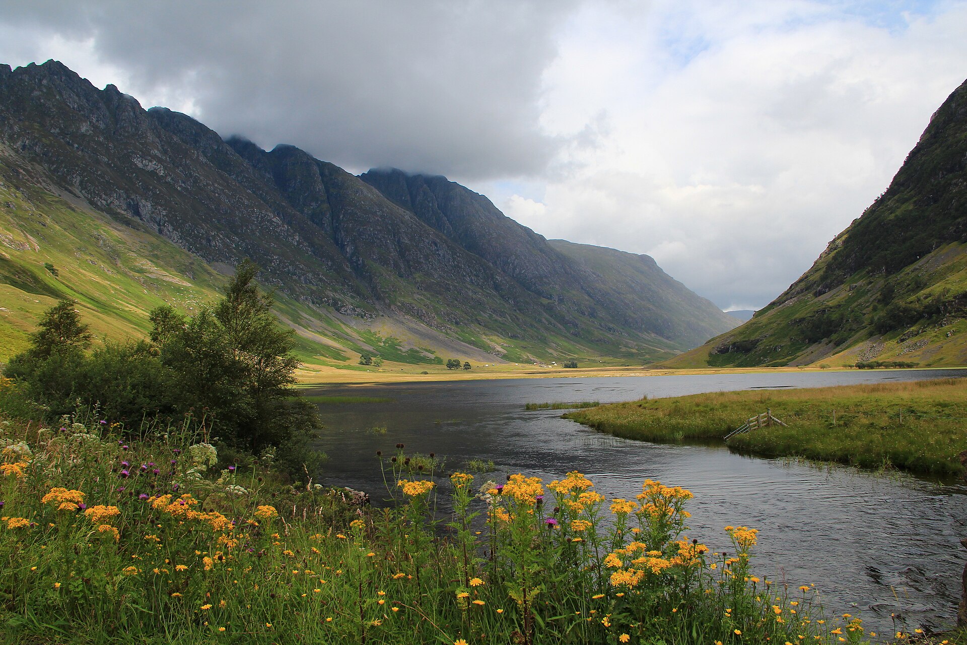 Yellow wildflowers line Loch Achtriochtan beneath the steep green and rocky slopes of Glen Coe.
